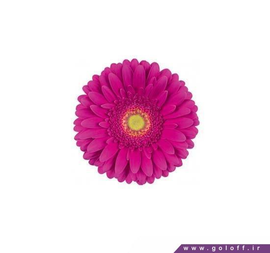 کادوی گل - گل ژربرا فلامنکو - Gerbera | گل آف